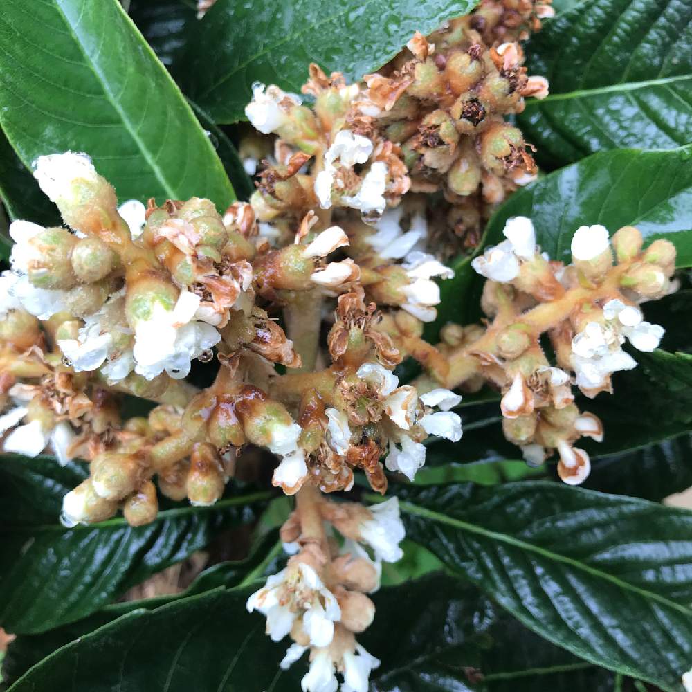 びわの投稿画像 By みかんさん びわの花とおうち園芸とおうちde菜園 月11月7日 Greensnap グリーンスナップ