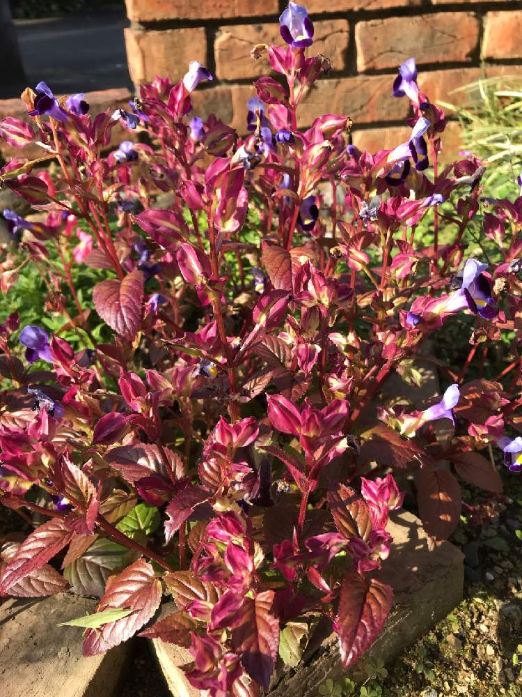 トレニアの投稿画像 By いみさん トレニア と紅葉フォトコンと花壇とトレニア合唱団 と花のある暮らしと小さな花とこぼれダネとびっくりと色あざやか 月11月7日 Greensnap グリーンスナップ