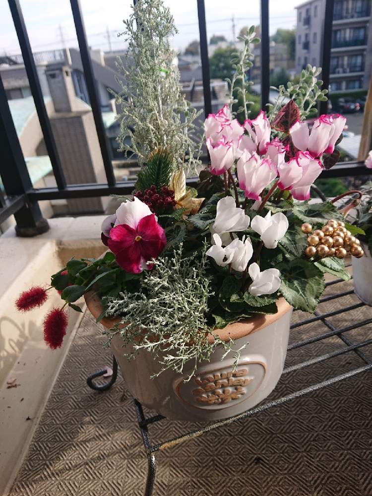 キャットテールの投稿画像 By やっこねこさん サントリナとハツユキカズラとガーデンシクラメンとプラチーナとオレアリア リトルスモーキーとよく咲くスミレとよく咲くスミレロゼとクリスマス寄せ植えとベランダガーデニングとバルコニー ベランダと寄せ植えとクリスマス