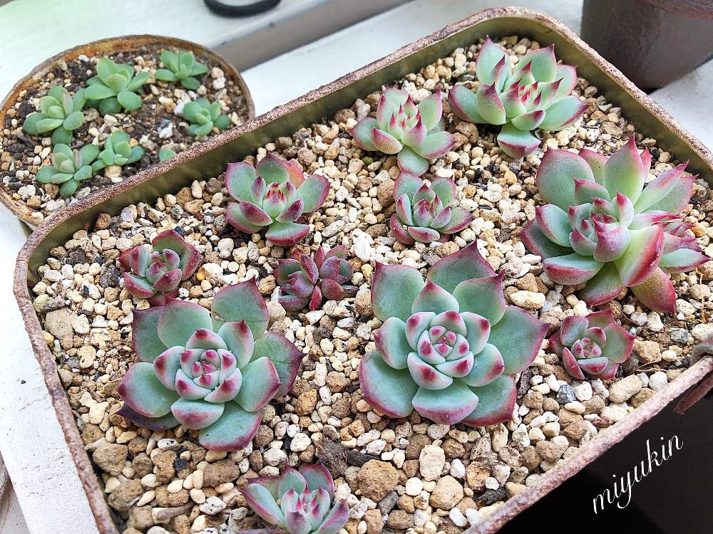 多肉植物 希少錦♡葉挿しセット⑩ - library.iainponorogo.ac.id