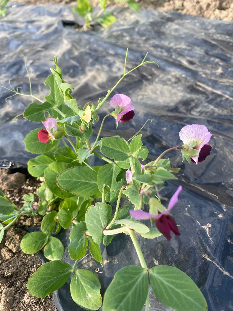 すじなしサヤエンドウ スジナインの投稿画像 By 季節屋さん 悩みどころと家庭菜園と野菜中毒とgs映えと栽培意欲と種まきから育てる と将来性と興味しんしんと畑仕事と家庭菜園奮闘日記と狂い咲きと本日の一枚 月11月7日 Greensnap グリーンスナップ