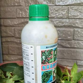 石灰硫黄合剤の投稿画像一覧 Greensnap グリーンスナップ