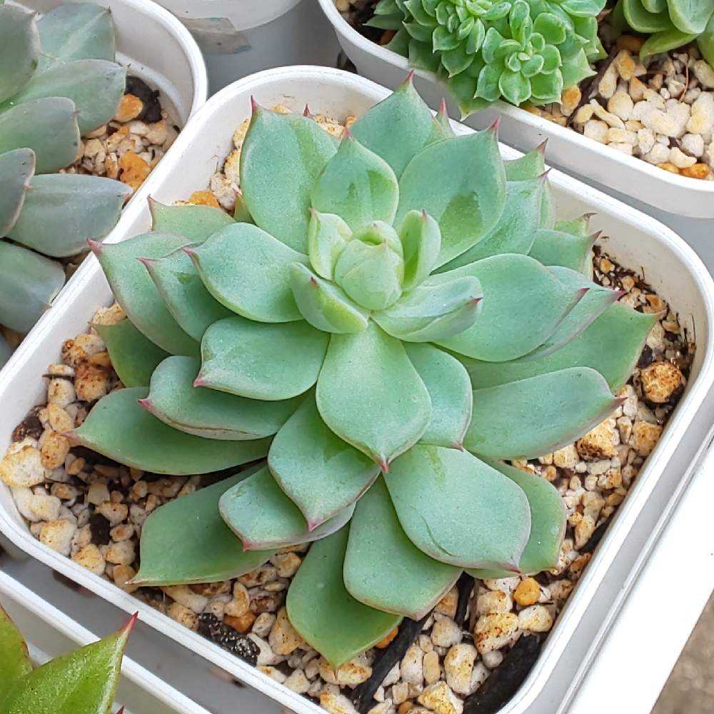 250 プリズムの生長記録 2022.05.15更新｜🍀GreenSnap（グリーンスナップ）