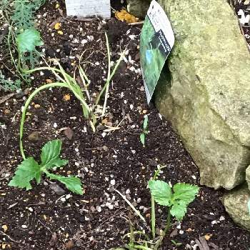 三つ葉の栽培の投稿画像一覧 Greensnap グリーンスナップ