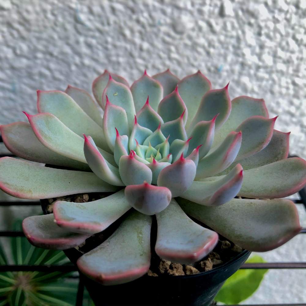 ピンクザラゴーサの投稿画像 By ヨンペコさん 多肉植物とエケベリア属 月11月7日 Greensnap グリーンスナップ