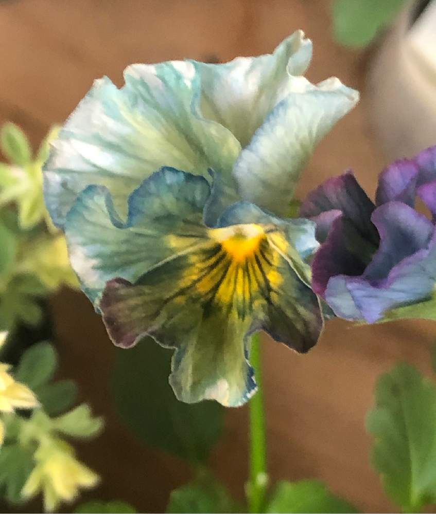 ビオラの投稿画像 By Aquabluesさん ビオラ レディと寄せ植えと寄せ植え初心者とおうち園芸 月11月7日 Greensnap グリーンスナップ