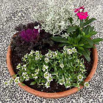 テルスターの投稿画像一覧 Greensnap グリーンスナップ