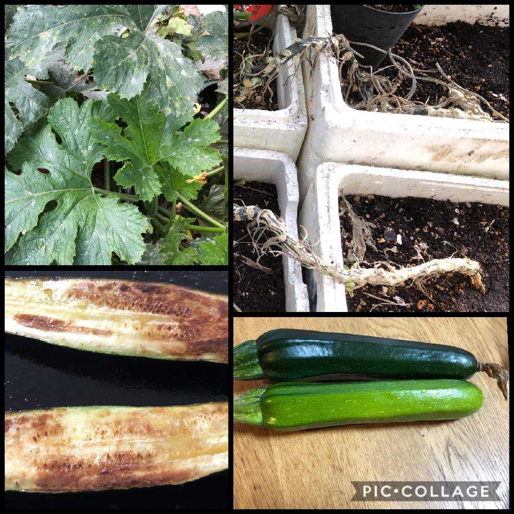 畑無し 集合住宅でズッキーニが収穫できるまで Greensnap グリーンスナップ