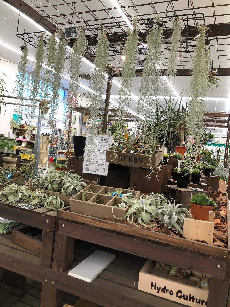 コーナン星川店さん Greensnap グリーンスナップ