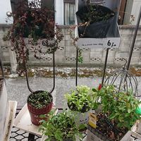 とうがらし,パクチー,クリーピングタイム,セルバチコ,おうちde菜園の画像