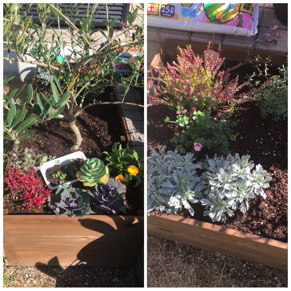 トリフォニウム バニーズの投稿画像 By のんちゃんさん アキランサスとキンセンカとクロッカスとモクビャッコウと葉牡丹とビオラとトラディスカンティア ラベンダーとラパージュ アンティークピーチと オリーブ ミッションとカルーナ ガーデン ガールズと寄せ植えと花壇