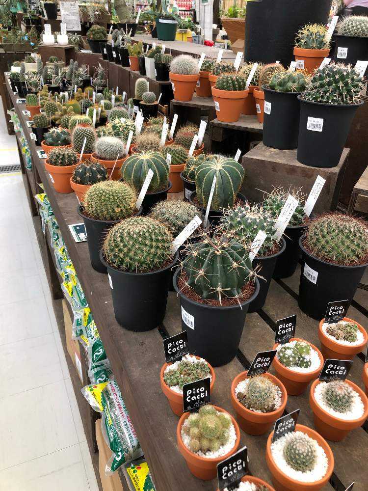 コーナン星川店さん Greensnap グリーンスナップ