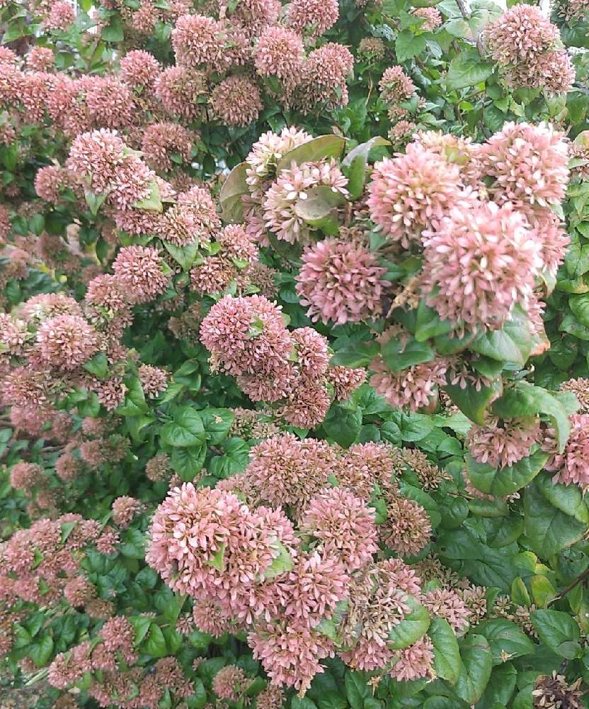 うつぎのピンクポンポンの投稿画像 By あっこ さん 医療 介護の皆様に感謝と感謝の思いとナチュラルガーデンとおうち園芸と緑のある暮らしと花を楽しむくらしとコロナに負けないとガーデニングと癒し と花のある暮らしとかわいいな と庭作業 月11月7日