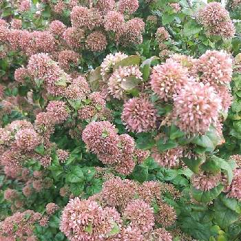 うつぎのピンクポンポンの投稿画像一覧 Greensnap グリーンスナップ