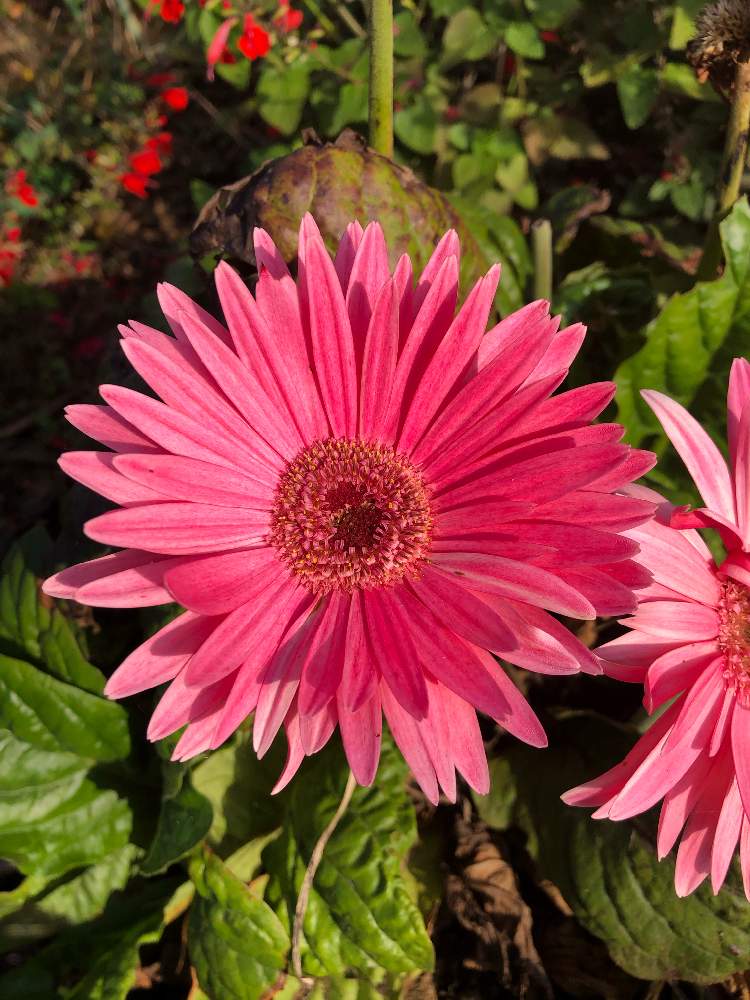 ガーベラの投稿画像 By Paoさん 地植え 月11月7日 Greensnap グリーンスナップ