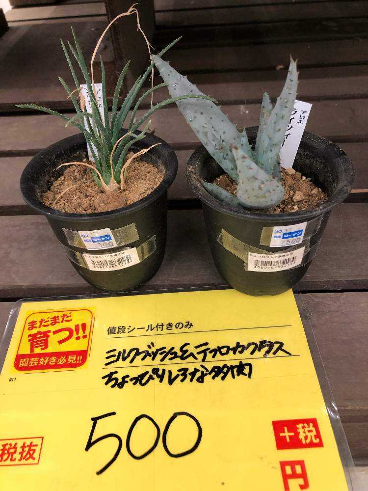 コーナン星川店さん Greensnap グリーンスナップ