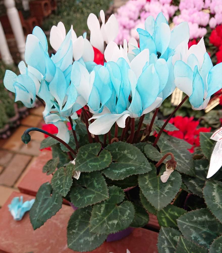 ガーデンシクラメンの投稿画像 By よしもさん 青い花と着色とガーデンシクラメン 月11月7日 Greensnap グリーンスナップ