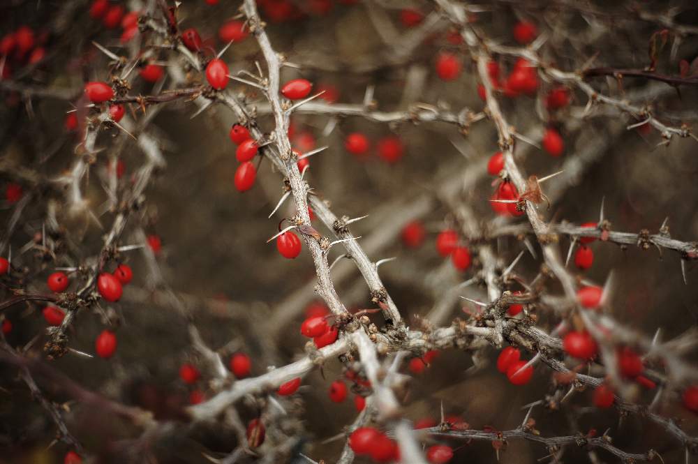 メギの投稿画像 By Xlcrさん 赤い実とトゲトゲの木 月11月7日 Greensnap グリーンスナップ