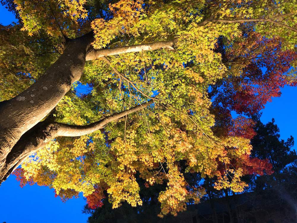 綺麗な紅葉の投稿画像 By E Mさん 自然の癒しと幸せ気分 と宮城県松島 月11月7日 Greensnap グリーンスナップ