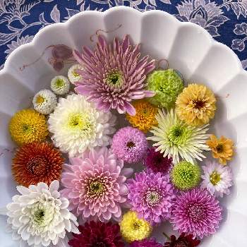 マムコレクションの投稿画像一覧 Greensnap グリーンスナップ