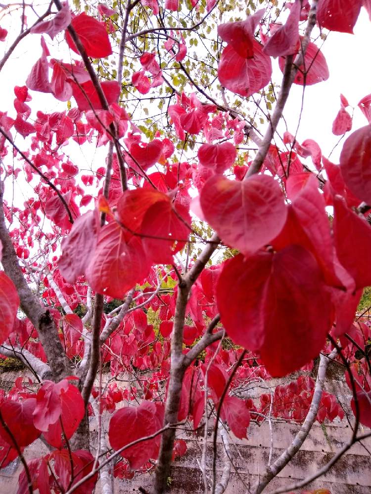 ハナミズキの投稿画像 By 合歓の木さん 花のある暮らしと紅葉 と M Family 月11月8日 Greensnap グリーンスナップ