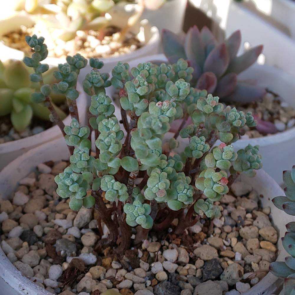 274 ブレビフォリウムの生長記録 2022.05.22更新｜🍀GreenSnap