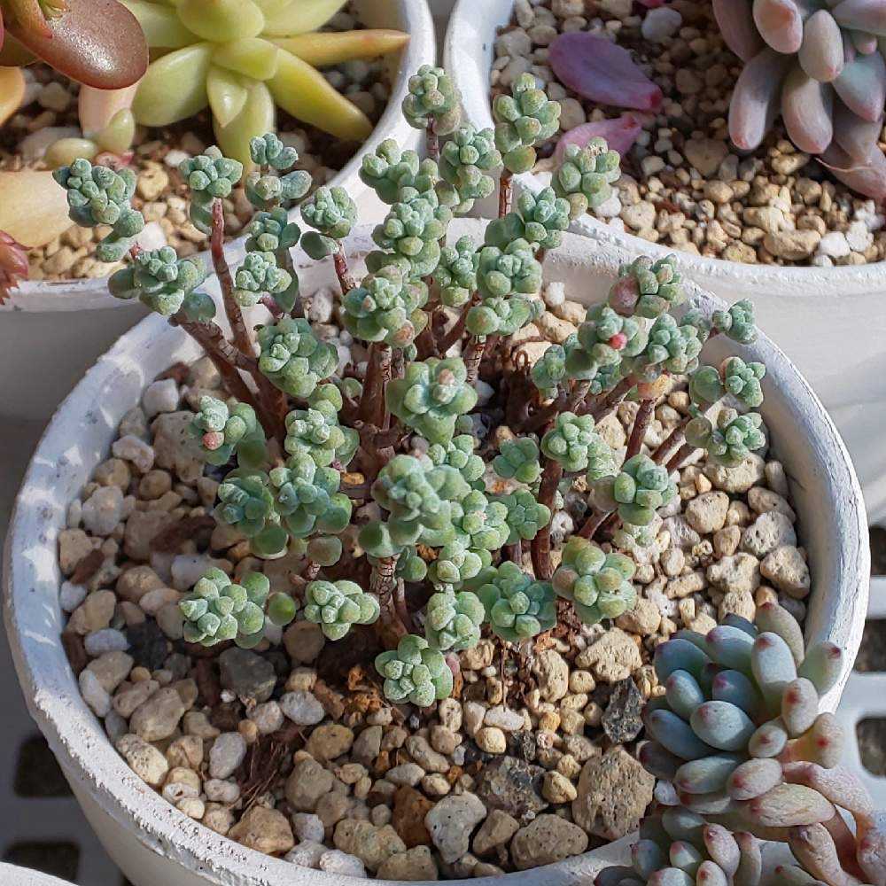 ☆ご確認用☆木立性ブレビフォリウム セダム：ブレビフォリウム（木立） 3号ポット の通販 | 園芸ネット