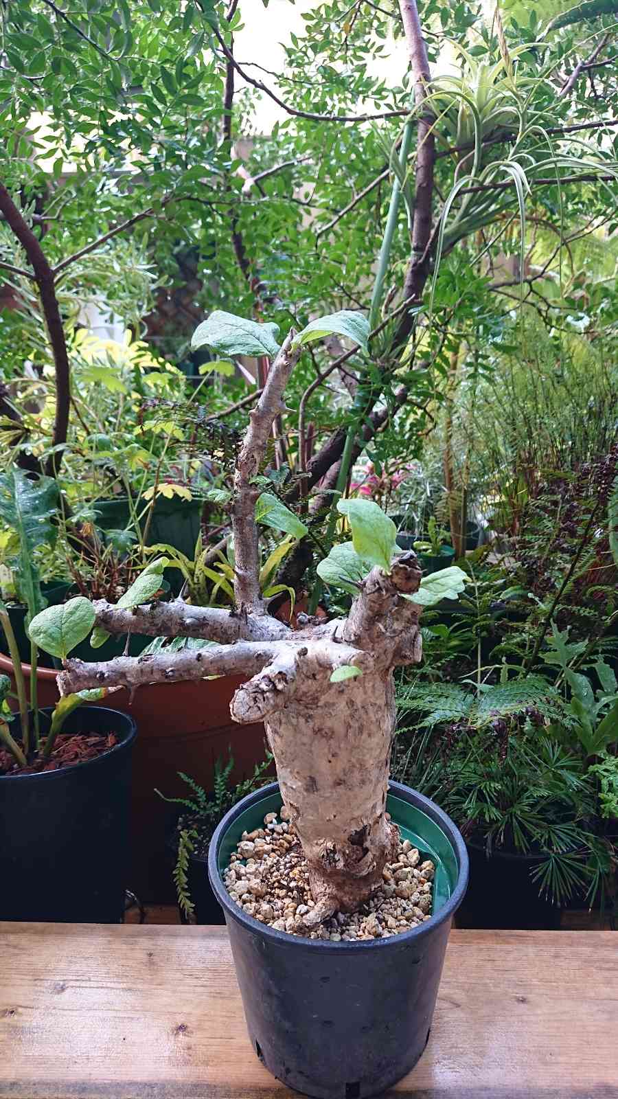 【現品】セサモタムナス・ブッセヌス　8号　D7番 セサモタムナス | STORES