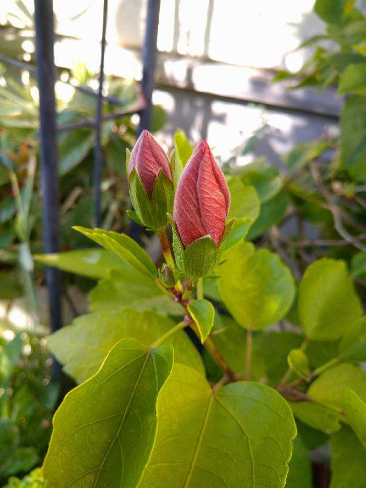 ハイビスカス 挿し木 Greensnap グリーンスナップ