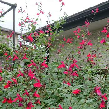 チェリーセージレッドの投稿画像一覧 Greensnap グリーンスナップ