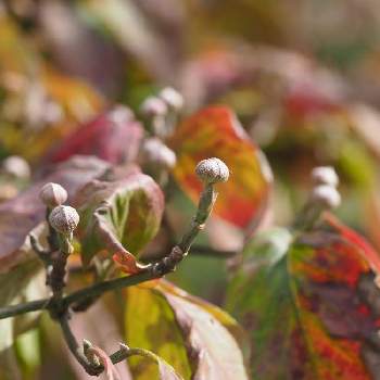 ハナミズキの花芽の投稿画像一覧 Greensnap グリーンスナップ