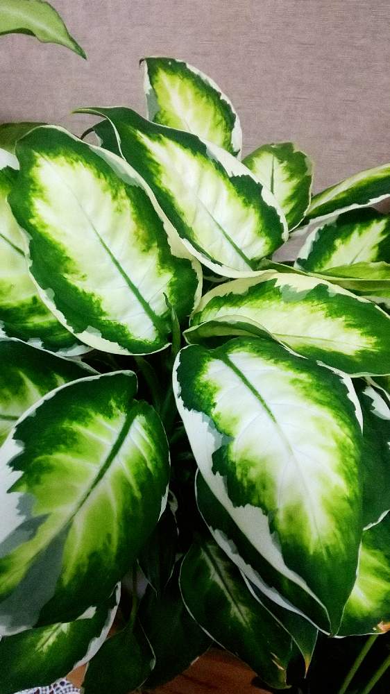 ディフェンバキアの投稿画像 By あいさん 月11月8日 Greensnap グリーンスナップ