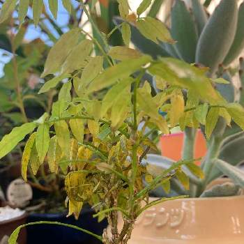 小藤の投稿画像一覧 Greensnap グリーンスナップ