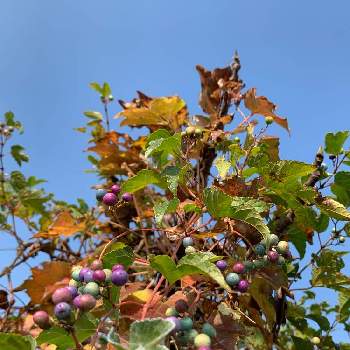 キレハノブドウの投稿画像一覧 Greensnap グリーンスナップ