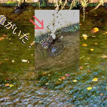 ビックリ(⑅ ॣ•͈૦•͈ ॣ)の画像 by マロマロさん | お出かけ先とビックリ(⑅ ॣ•͈૦•͈ ॣ)と水路の落ち葉と亀 かめ カメ！とcocoの散歩路と散歩道とCOCO通信