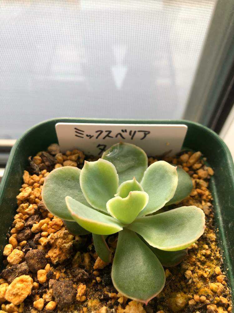 巨大株 でかでか～おらいさん デカベリア✡️ミックスベリア夕波