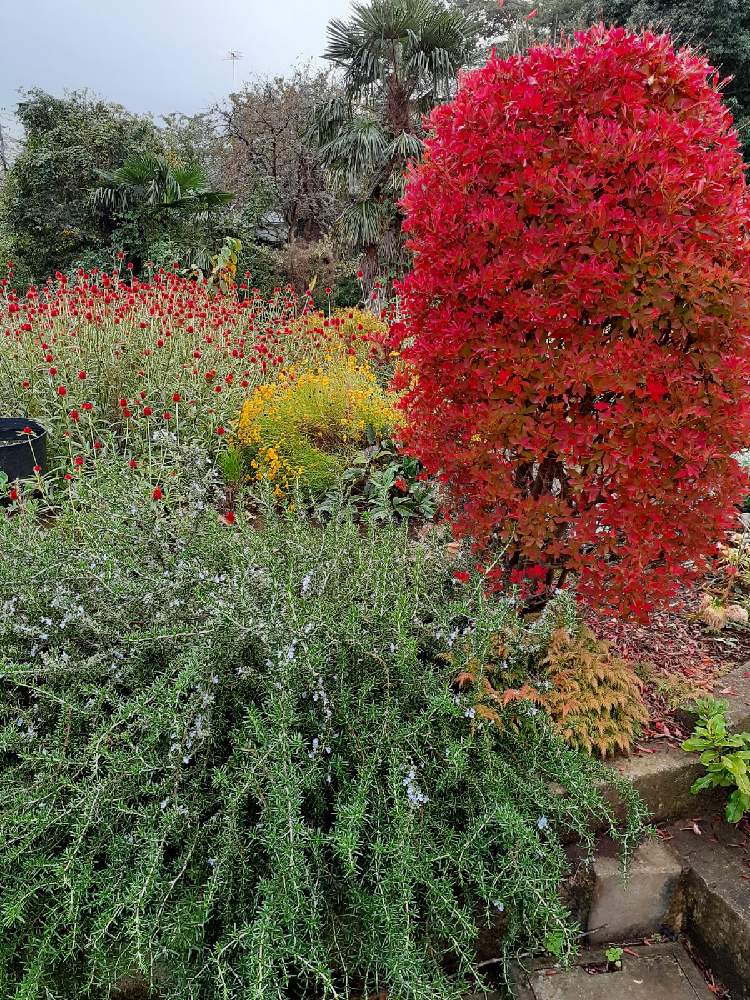 千日紅の投稿画像 By すずばらさん ドウダンツツジとローズマリーと広い庭と実家の庭と実家の庭 月11月8日 Greensnap グリーンスナップ Greensnap グリーンスナップ
