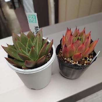 野原園芸の投稿画像一覧 Greensnap グリーンスナップ