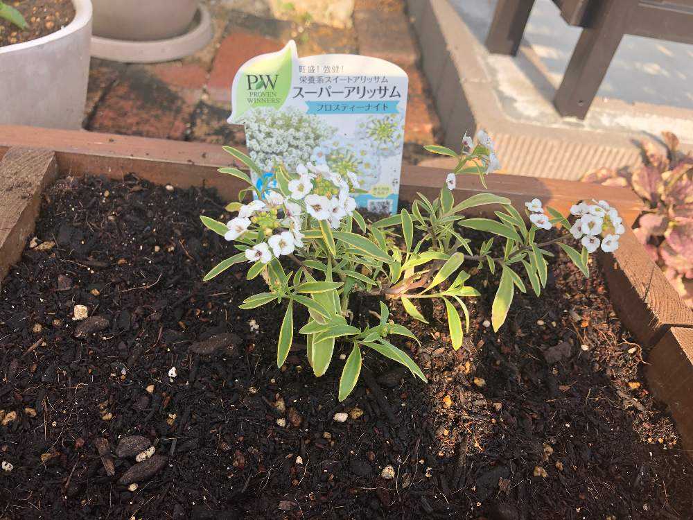売り込み 草花の苗 スーパーアリッサム