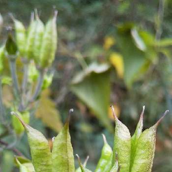 ヤマトリカブトの投稿画像一覧 Greensnap グリーンスナップ