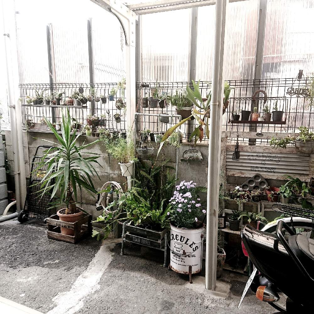 植物のある暮らしの投稿画像 By Okameさん 植物と雑貨と植物とno Green No Lifeと植中毒とurbanjungleとdiyと古道具 Greenとガーデニングとジャンクガーデン 月11月8日 Greensnap グリーンスナップ
