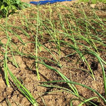 コーナン玉ねぎ抜き苗レッドgの投稿画像一覧 Greensnap グリーンスナップ