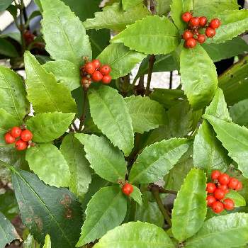 千両の実 の投稿画像一覧 Greensnap グリーンスナップ