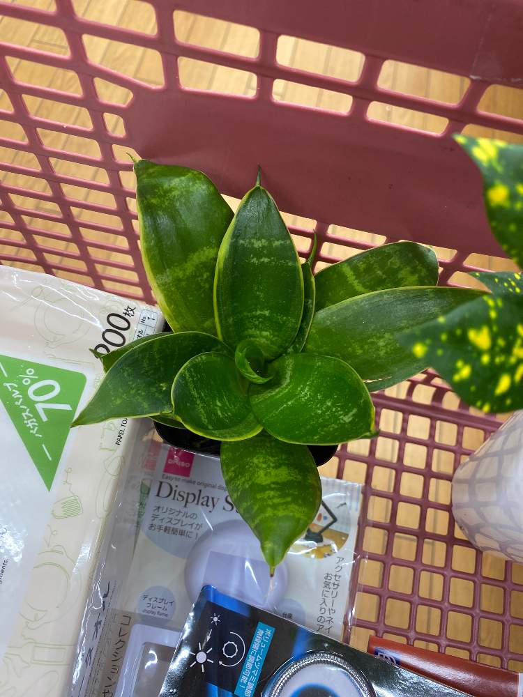 サンスベリア ハニーの投稿画像 By ユッカさん ダイソー 月11月8日 Greensnap グリーンスナップ