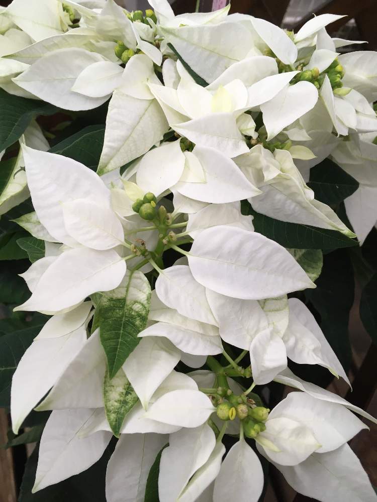 ポインセチアの投稿画像 By じぇっとんさん お店でパチリ と木 葉と園芸店と近所散歩と綺麗な葉と白い花 月11月8日 Greensnap グリーンスナップ