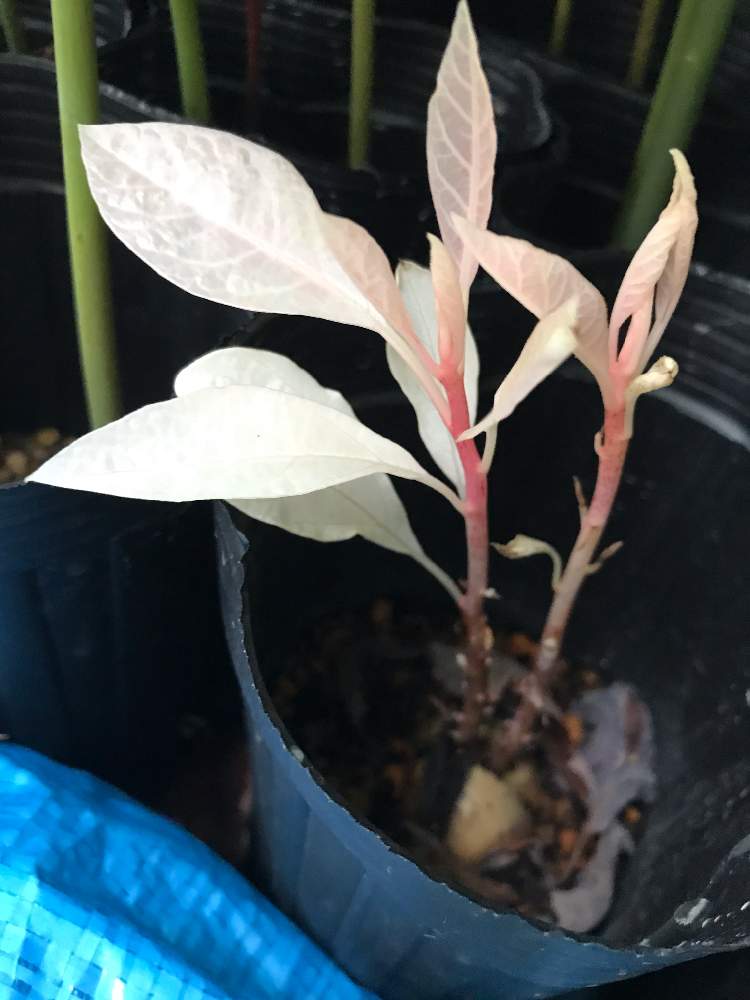 アボカドの投稿画像 By でんちゃんさん アボカドの種とアルビノ 月11月8日 Greensnap グリーンスナップ