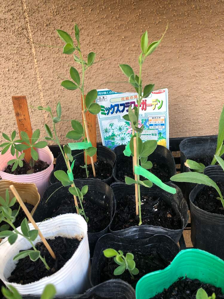 ミックスフラワーガーデンの種をまいてみた Greensnap グリーンスナップ