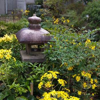 日本庭園の花の投稿画像一覧 Greensnap グリーンスナップ