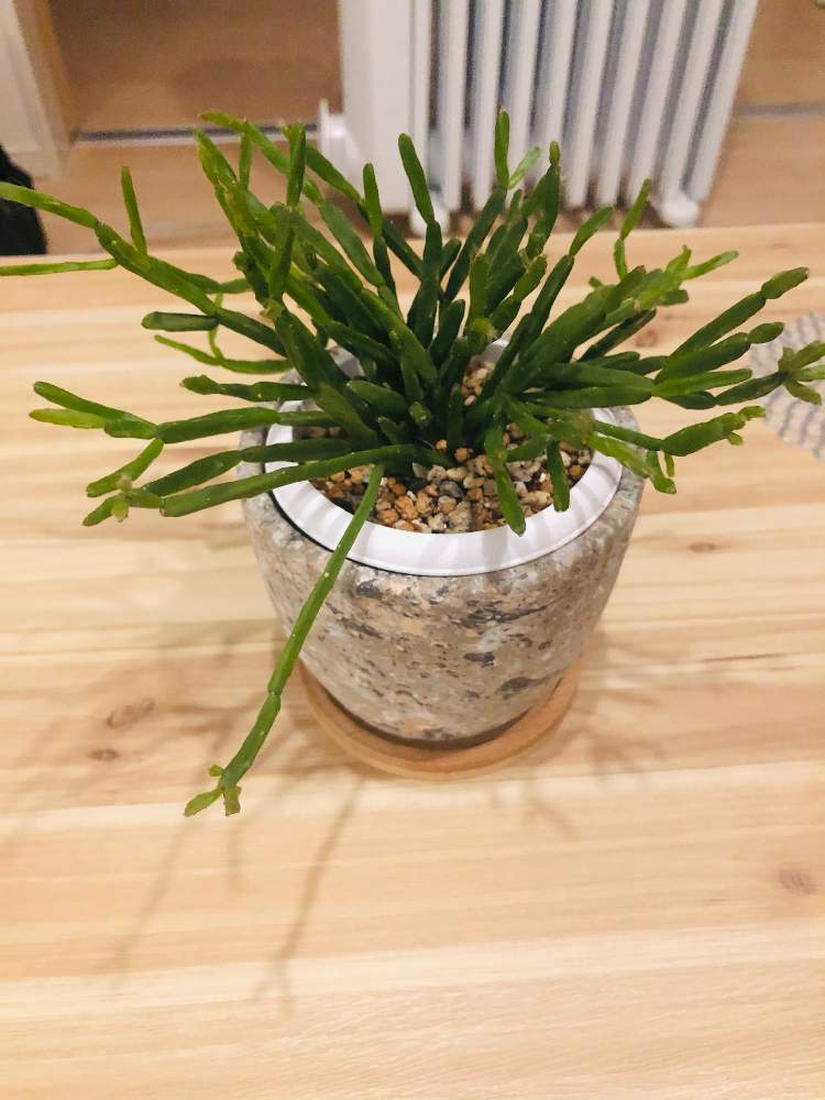 リプサリス エワルディアナの投稿画像 By Ussiさん 観葉植物とわが家の観葉植物 とおうち園芸と観葉植物のある暮らしとインテリアグリーン 月11月8日 Greensnap グリーンスナップ リプサリス エワルディアナの投稿画像 By Ussiさん 観葉植物とわが家の観葉植物 とおうち園芸と観葉植物のある暮らしとインテリアグリーン 月11月8日 Greensnap グリーンスナップ