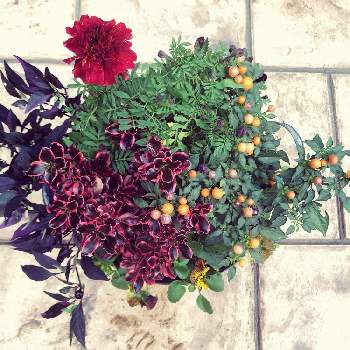 マリーゴールド ストロベリーブロンドの投稿画像一覧 Greensnap グリーンスナップ